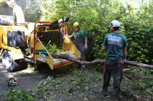 tree services Jacksonville Beach